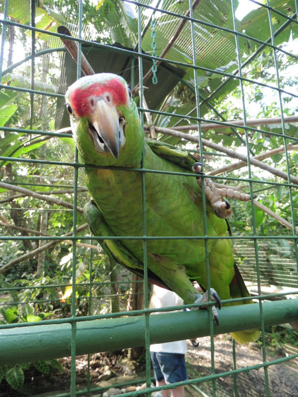 Costa Rica - Proyecto Asis Wildlife Rescue Centre - Dodd Family Adventure Blog