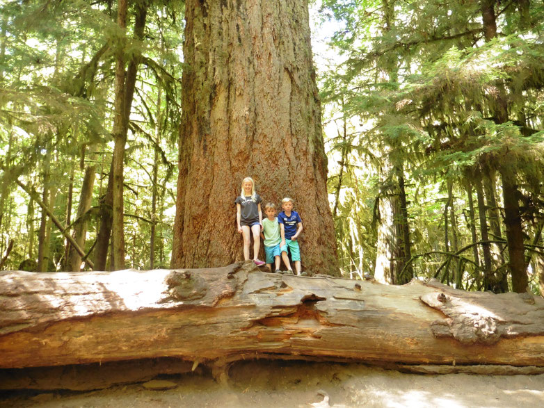 Canada - Vancouver Island - Cathedral Grove - Dodd Family Adventure Blog