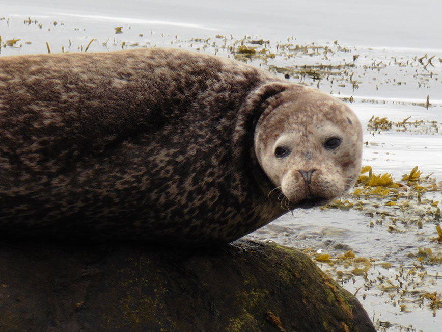 Iceland - Ytri-Tunga Seals - Dodd Family Adventure Blog