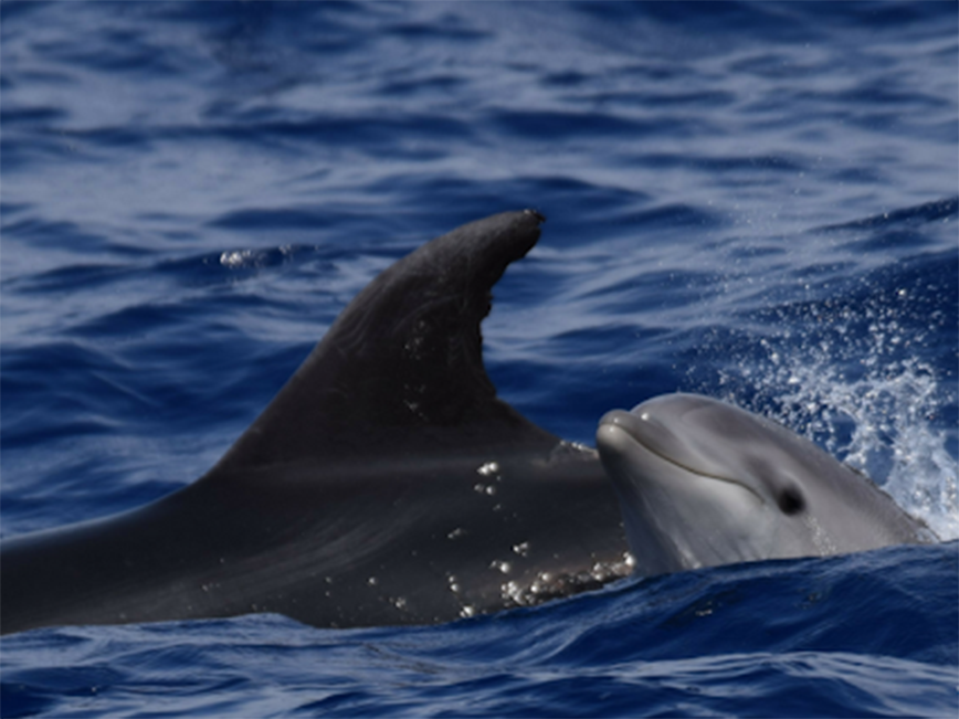 Azores - Swimming with Dolphins - Dodd Family Adventure Blog