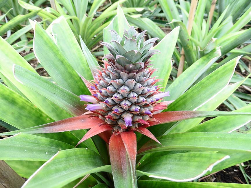 Azores - Pineapple Farm - Dodd Family Adventure Blog