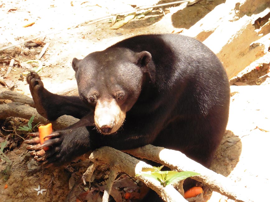 Borneo - Sun Bear Sanctuary - Dodd Family Adventure Blog