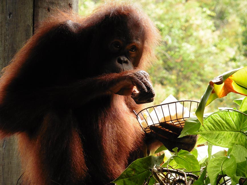 Borneo - Rosie Orangutan - Dodd Family Adventure Blog