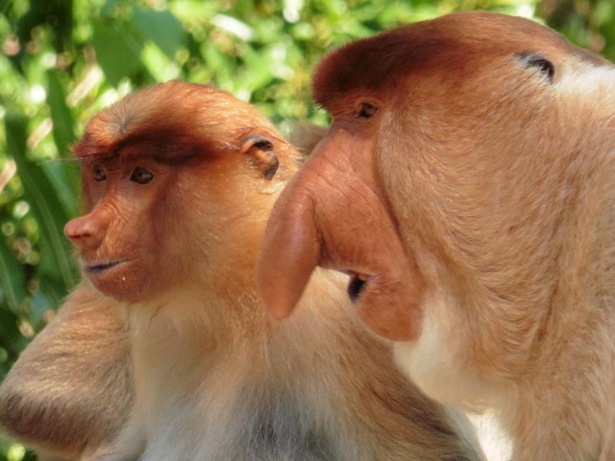 Borneo - Proboscis Monkey - Dodd Family Adventure Blog