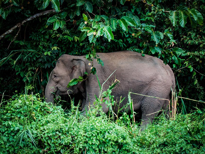 Borneo - Pygmy Elephant - Dodd Family Adventure Blog