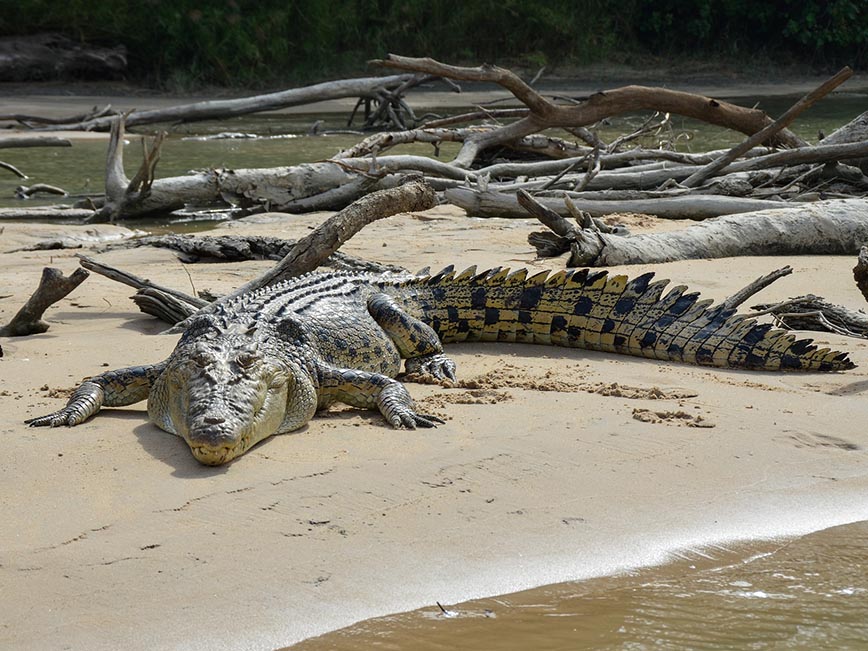 Borneo - Saltwater Crocodile - Dodd Family Adventure Blog