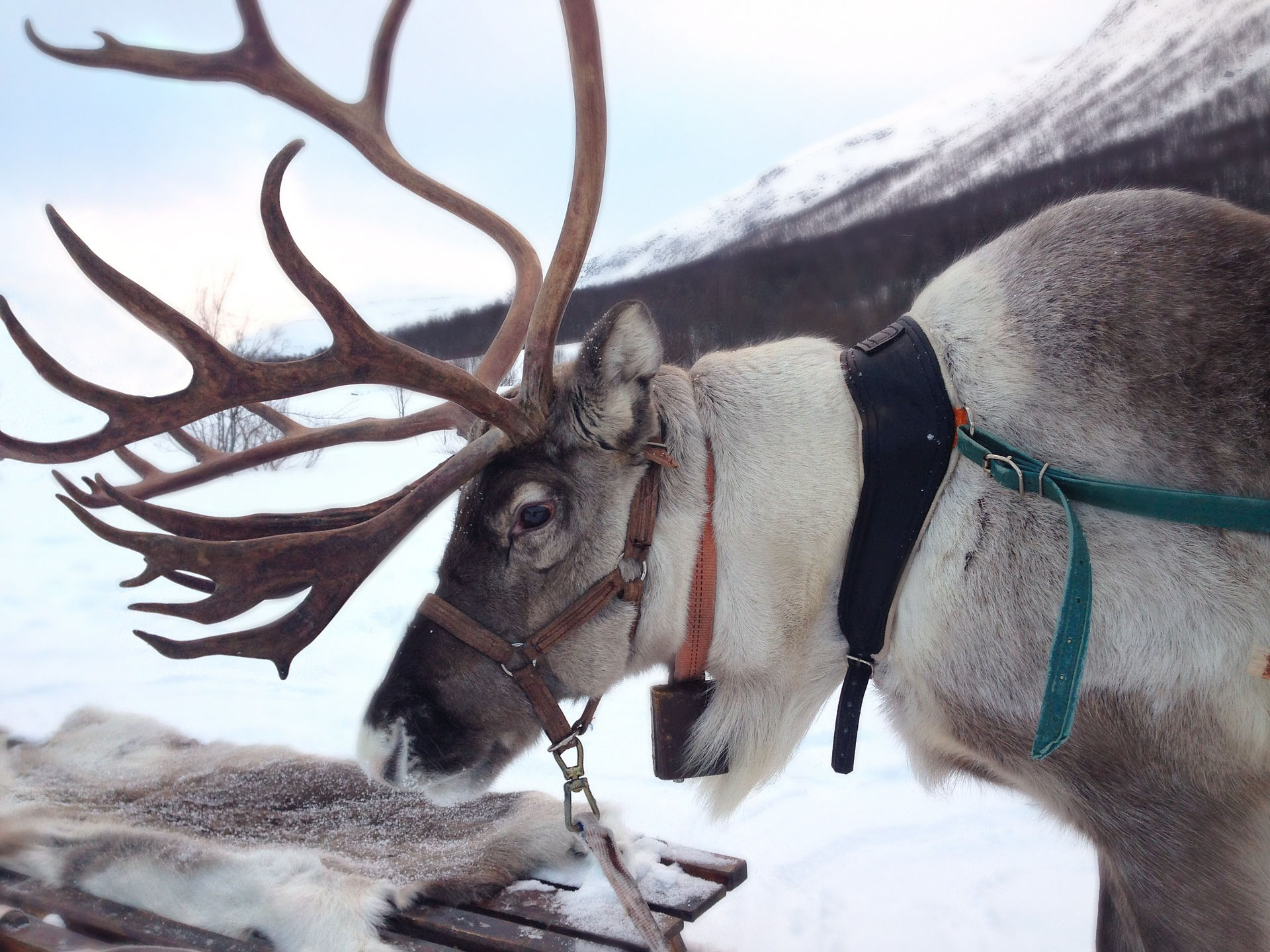 Lapland - The Jolly Bearded One - Family Adventure Holiday
