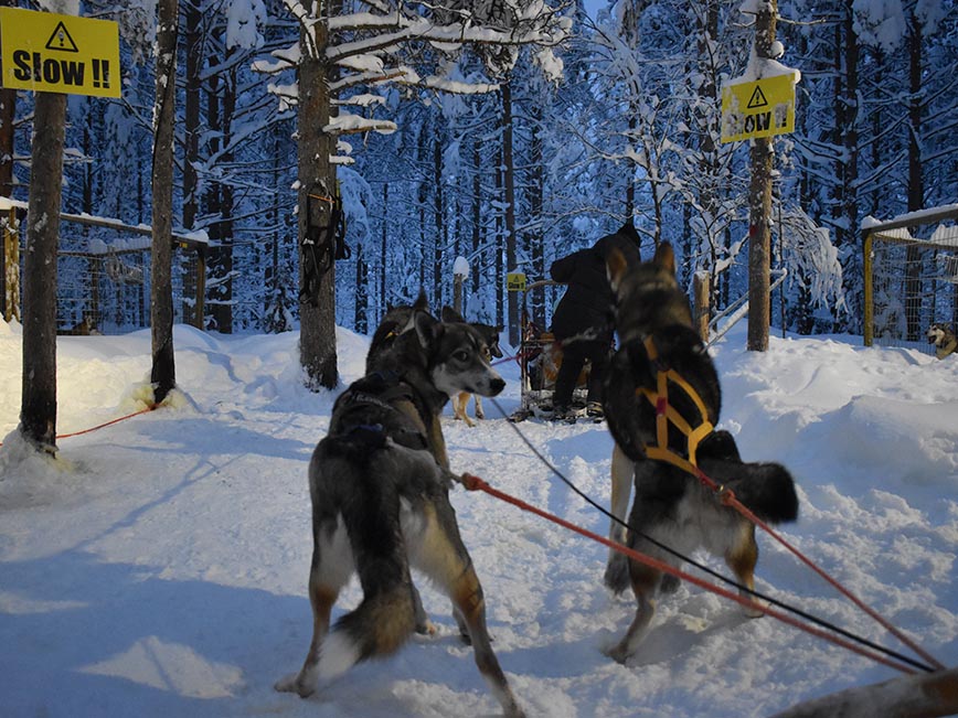 Lapland - Husky Sledding - Dodd Family Adventure Blog