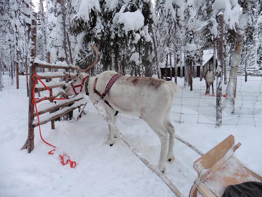 Lapland - Reindeer - Dodd Family Adventure Blog