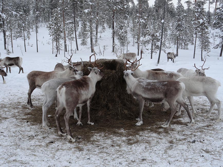 Lapland - Reindeer Hay Feed- Dodd Family Adventure Blog