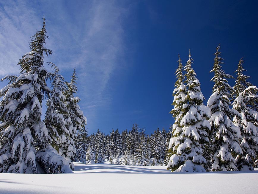 Lapland - Pine Forest - Dodd Family Adventure Blog