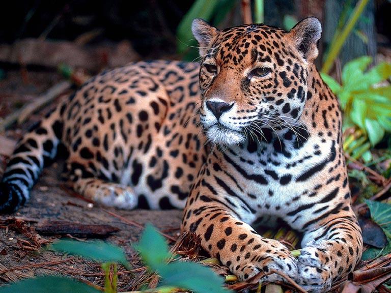 Belize - Jungles & Jaguar - Family Adventure Holiday