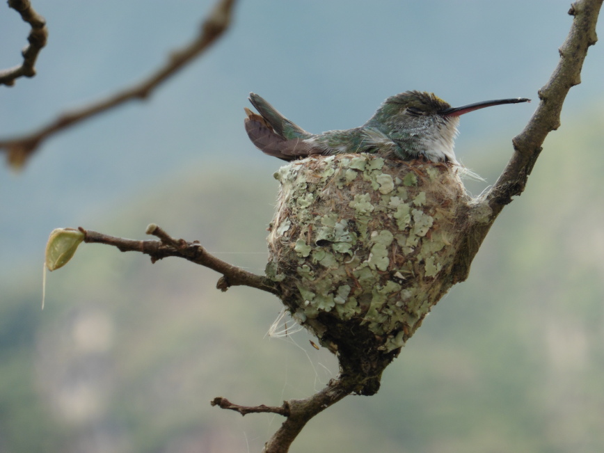 Peru - Machu Picchu - Hummingbird Nest