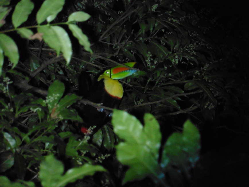 Costa Rica - Cloud Forest Toucan