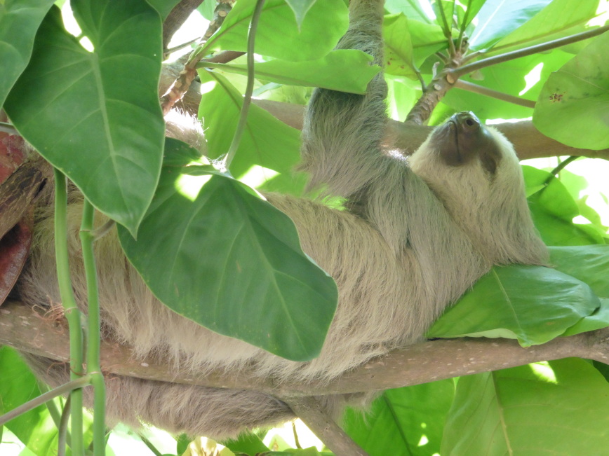 Costa Rica -Three Toed Sloth