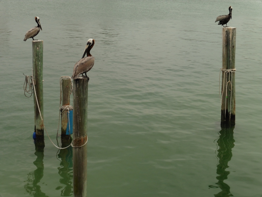 Florida - St Pete's Beach - Pelicans