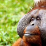 Borneo - Orangutan