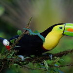 Costa Rica - Keel-Billed Toucan